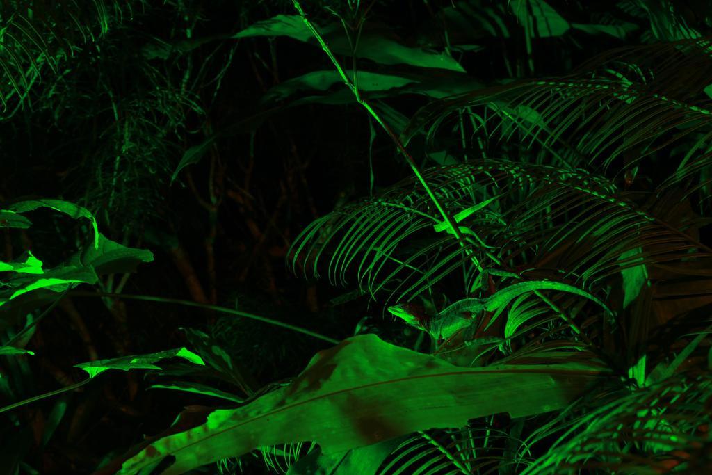 Aguila De Osa Rainforest Lodge Drakes Bay Exteriör bild